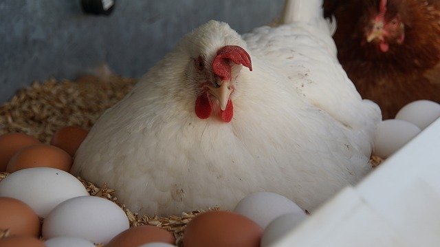 Скачать бесплатно Chicken Chickens Egg - бесплатное фото или изображение для редактирования с помощью онлайн-редактора изображений GIMP