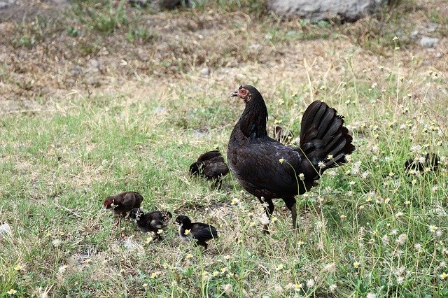 Free download Chicken Chickens Nature -  free photo or picture to be edited with GIMP online image editor