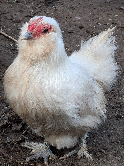 Chicken Chickens Poultry'i ücretsiz indirin - GIMP çevrimiçi resim düzenleyici ile düzenlenecek ücretsiz fotoğraf veya resim