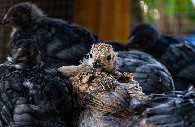जीआईएमपी मुफ्त ऑनलाइन छवि संपादक के साथ संपादित करने के लिए चिकन चूजों, पक्षियों की चोंच के पंखों की मुफ्त तस्वीर डाउनलोड करें