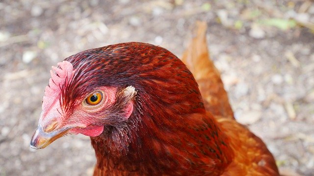 Download gratuito Chicken Close Up Pollame - foto o immagine gratuita da modificare con l'editor di immagini online di GIMP