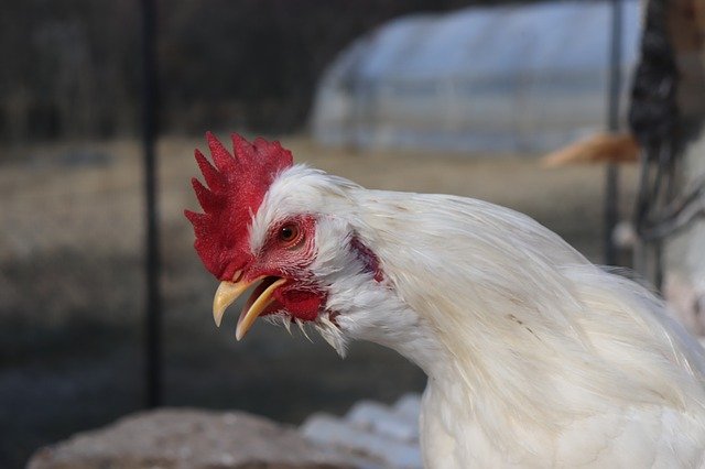 Безкоштовно завантажте Chicken Cock Chick — безкоштовну фотографію чи малюнок для редагування в онлайн-редакторі зображень GIMP