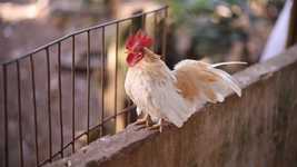 Free download Chicken Cock Rooster -  free video to be edited with OpenShot online video editor