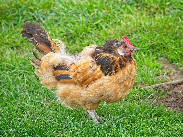 Free picture Chicken Domestic Poultry -  to be edited by GIMP free image editor by OffiDocs