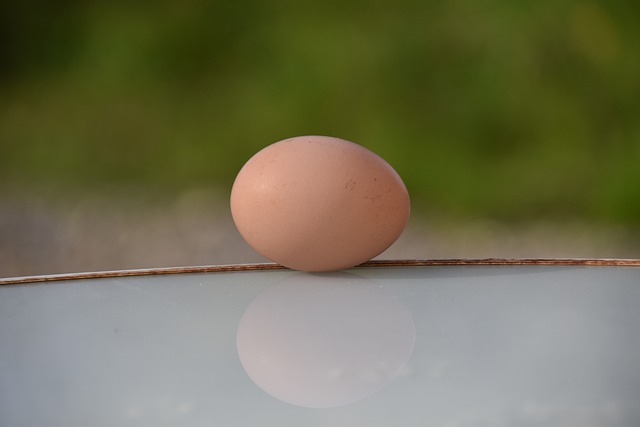 Free download chicken egg egg food brown egg free picture to be edited with GIMP free online image editor