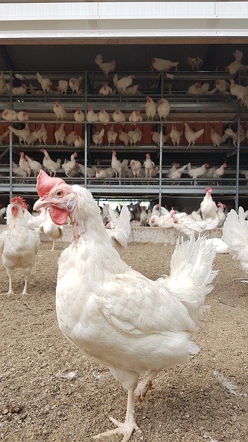 Free download Chicken Egg Production Poultry -  free photo or picture to be edited with GIMP online image editor