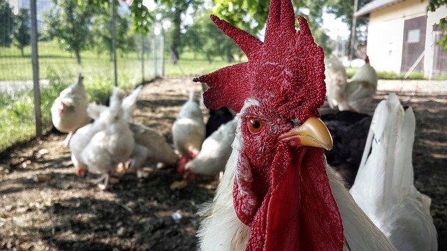 دانلود رایگان Chicken Hahn Farm - عکس یا تصویر رایگان قابل ویرایش با ویرایشگر تصویر آنلاین GIMP