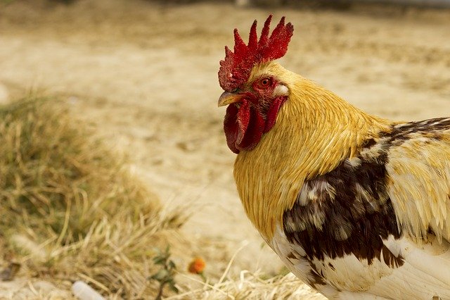 Free download Chicken Head White -  free photo or picture to be edited with GIMP online image editor