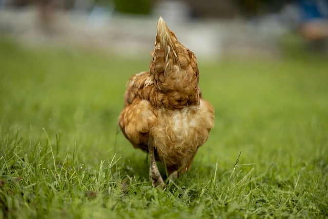 Free download chicken hen bird animal poultry free picture to be edited with GIMP free online image editor