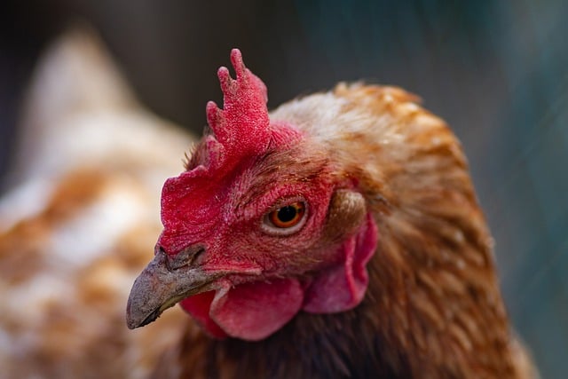 Free download chicken hen egg agriculture free picture to be edited with GIMP free online image editor