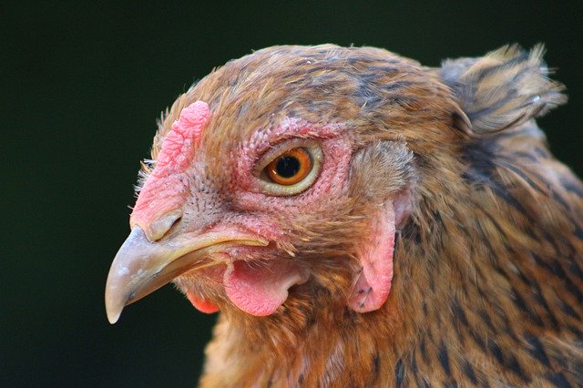 Descarga gratuita Chicken Hen Feather: foto o imagen gratuita para editar con el editor de imágenes en línea GIMP