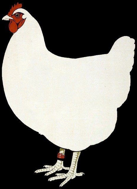Free download Chicken Hen Poultry -  free photo or picture to be edited with GIMP online image editor