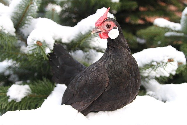 免费下载 Chicken Hen Poultry Free - 使用 GIMP 在线图像编辑器编辑免费照片或图片