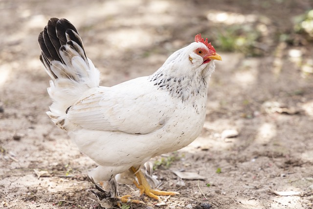 Téléchargement gratuit d'une image gratuite de poulet poule coq ferme oiseau à modifier avec l'éditeur d'images en ligne gratuit GIMP