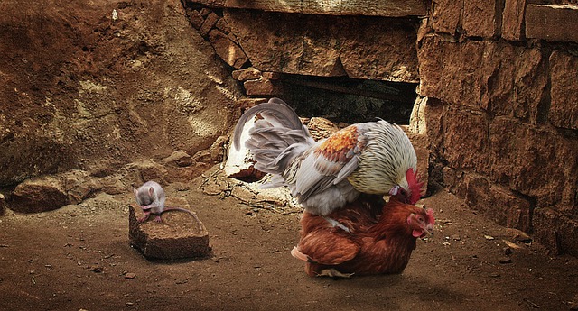 Free download chicken mouse farm animals faucet free picture to be edited with GIMP free online image editor