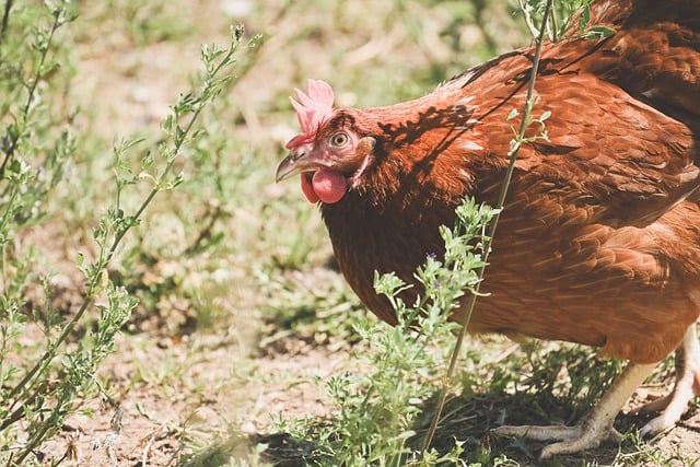 Free download chicken nature farm yard hen free picture to be edited with GIMP free online image editor