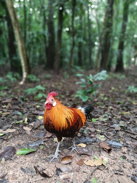 הורדה חינם Chicken Nature Pa - תמונה או תמונה בחינם לעריכה עם עורך התמונות המקוון GIMP