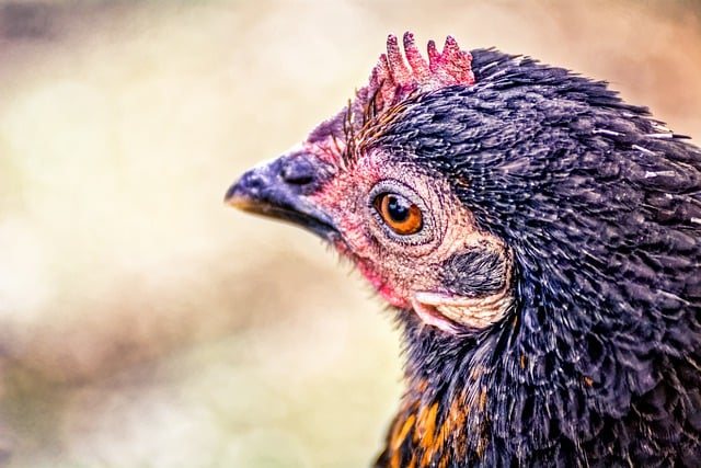 تنزيل مجاني لحيوانات دواجن الدجاج عن قرب صورة مجانية ليتم تحريرها باستخدام محرر الصور المجاني عبر الإنترنت من GIMP