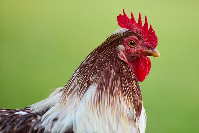 Free download chicken poultry bird farm animal free picture to be edited with GIMP free online image editor