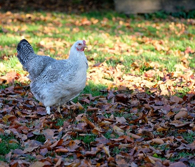 Free download Chicken Poultry Free Range -  free free photo or picture to be edited with GIMP online image editor