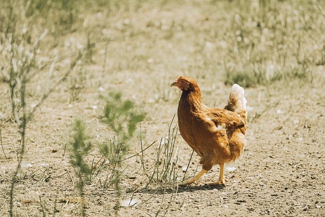 Free download chicken poultry nature farm yard free picture to be edited with GIMP free online image editor