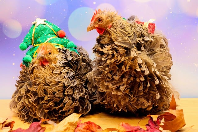 Kostenloser Download Huhn Geflügel Gefieder Bio süßes kostenloses Bild, das mit dem kostenlosen Online-Bildeditor GIMP bearbeitet werden kann