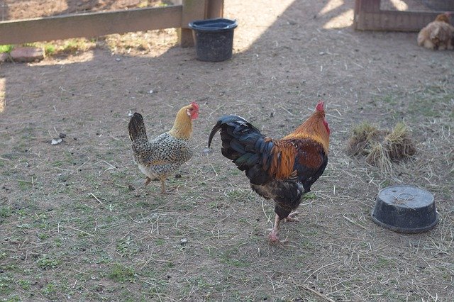 Descarga gratuita Chicken Rooster Bird: foto o imagen gratuita para editar con el editor de imágenes en línea GIMP