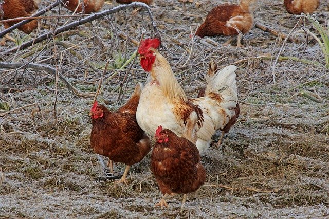 Free download Chickens Agriculture Animals free photo template to be edited with GIMP online image editor