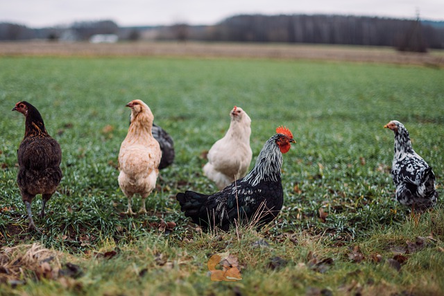 Free download chickens araucana poultry spring free picture to be edited with GIMP free online image editor