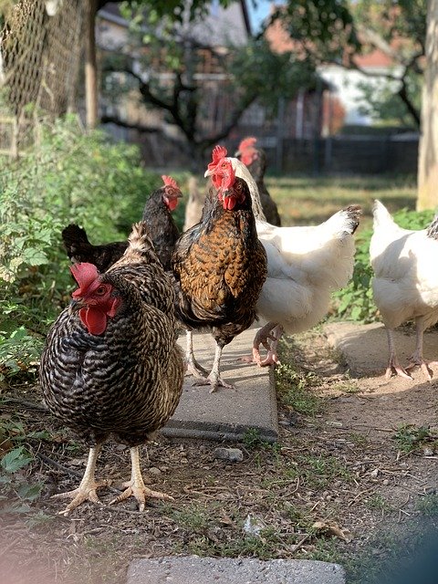 Free download Chickens Autumn Chicken -  free photo or picture to be edited with GIMP online image editor