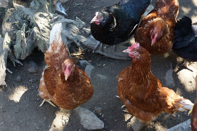 Free picture Chickens Chicken Run -  to be edited by GIMP free image editor by OffiDocs
