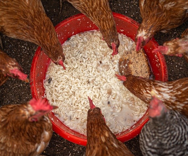 Free download Chickens Droves Feeding Farm -  free photo or picture to be edited with GIMP online image editor