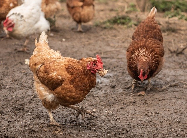 Free download Chickens Farm Rural Art -  free photo or picture to be edited with GIMP online image editor