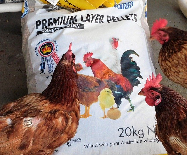 Template Photo Chickens Feed Hungry -  for OffiDocs