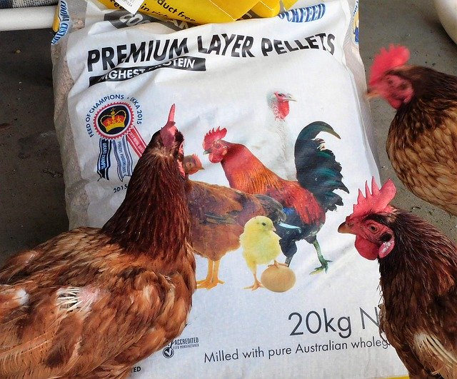 Скачать бесплатно Chickens Feed Hungry - бесплатную фотографию или картинку для редактирования с помощью онлайн-редактора GIMP