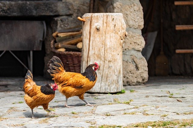 دانلود رایگان Chickens Gockel Hahn - عکس یا تصویر رایگان قابل ویرایش با ویرایشگر تصویر آنلاین GIMP
