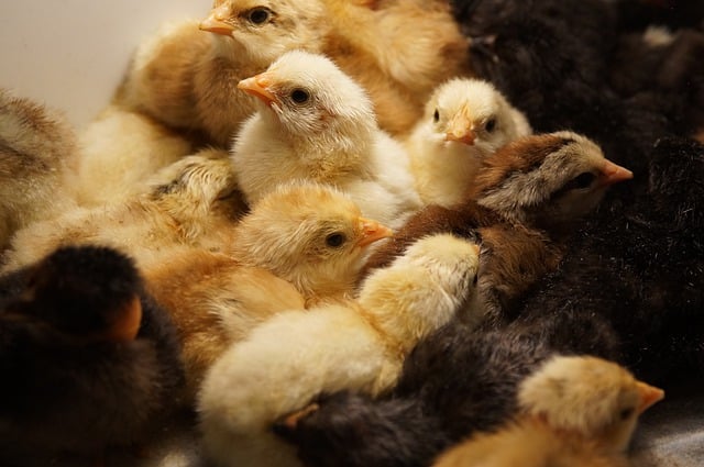 Free download chickens incubator brood poultry free picture to be edited with GIMP free online image editor