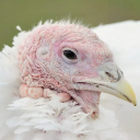 CHICKEN THEME  screen for extension Chrome web store in OffiDocs Chromium