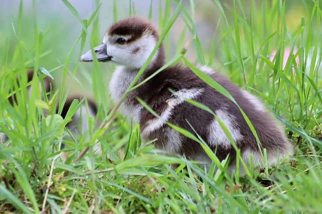 Free download chick gosling egyptian goose free picture to be edited with GIMP free online image editor