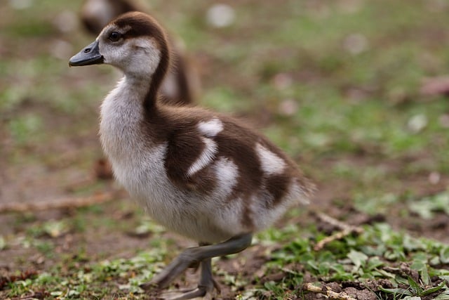 Free download chick gosling egyptian goose fluff free picture to be edited with GIMP free online image editor