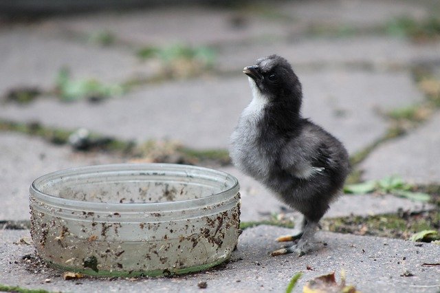 Free download Chicks Are Chickens Small Baby -  free photo or picture to be edited with GIMP online image editor