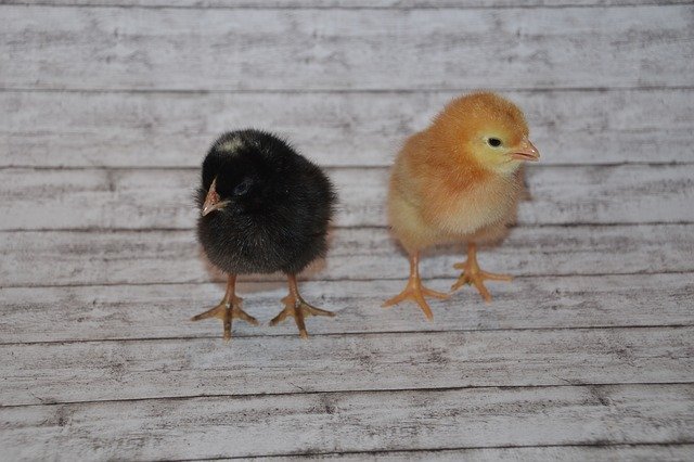 Free download Chicks Fluffy Cute -  free photo or picture to be edited with GIMP online image editor