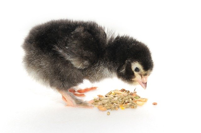 Free download Chicks Food Nature -  free photo or picture to be edited with GIMP online image editor