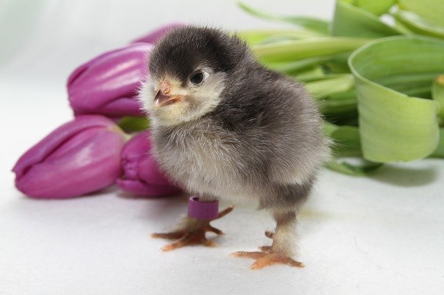 Free download Chicks Spring Easter -  free photo or picture to be edited with GIMP online image editor