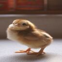 chicks wallpaper  screen for extension Chrome web store in OffiDocs Chromium