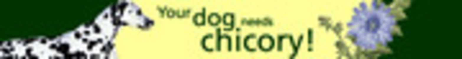 Free download Chicory Banner Ad free photo or picture to be edited with GIMP online image editor