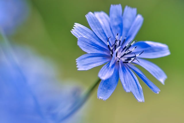 Free download chicory flower plant petals garden free picture to be edited with GIMP free online image editor