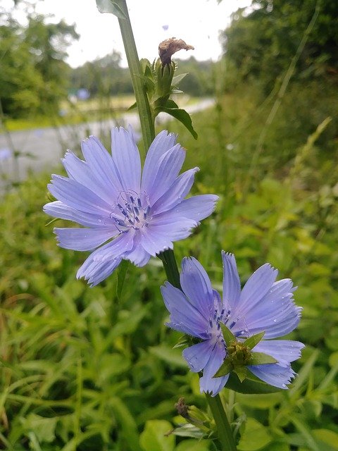 Free download Chicory Flower Wildflower -  free photo or picture to be edited with GIMP online image editor