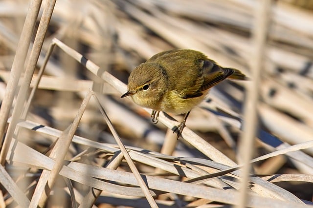 Free download chiffchaff bird wild bird songbird free picture to be edited with GIMP free online image editor