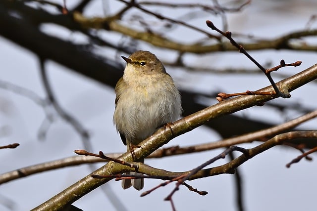 Free download chiffchaff willow warbler free picture to be edited with GIMP free online image editor